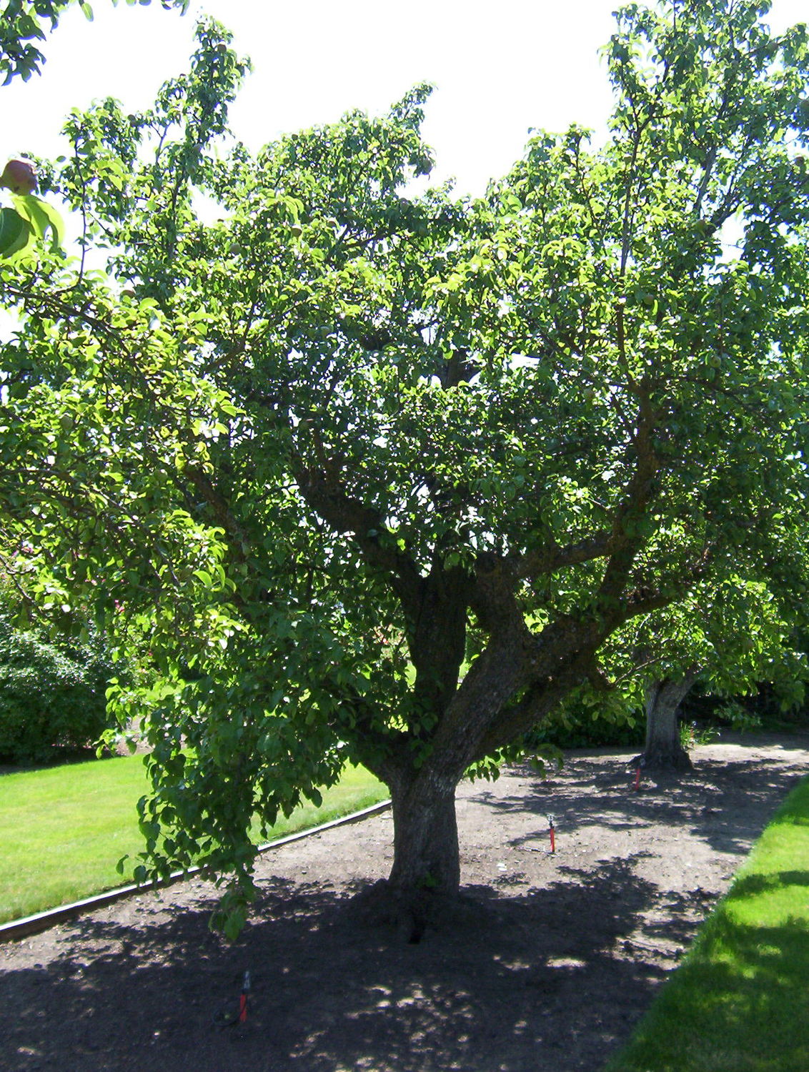 Дерево груши Бэра