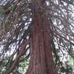 Benedictine Sequoia