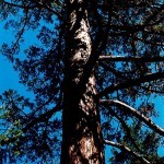 Britt Sequoia