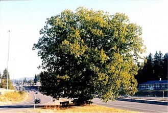 Nyberg Chestnut
