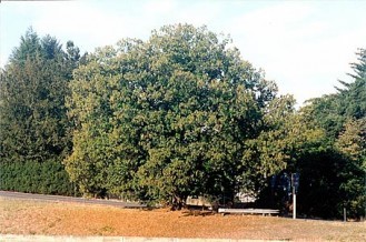 Nyberg Chestnut