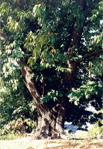 Nyberg Chestnut