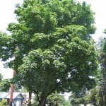 Pow-Wow Tree