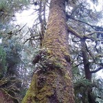 Giant Spruce