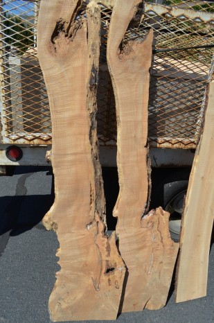 image of Cured boards from the Barlow Tollgate Road Maple Oregon Heritage Tree