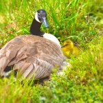 Image of a goose and baby goose at the Oregon Travel Experience Heritage Tree event in Salem, OR