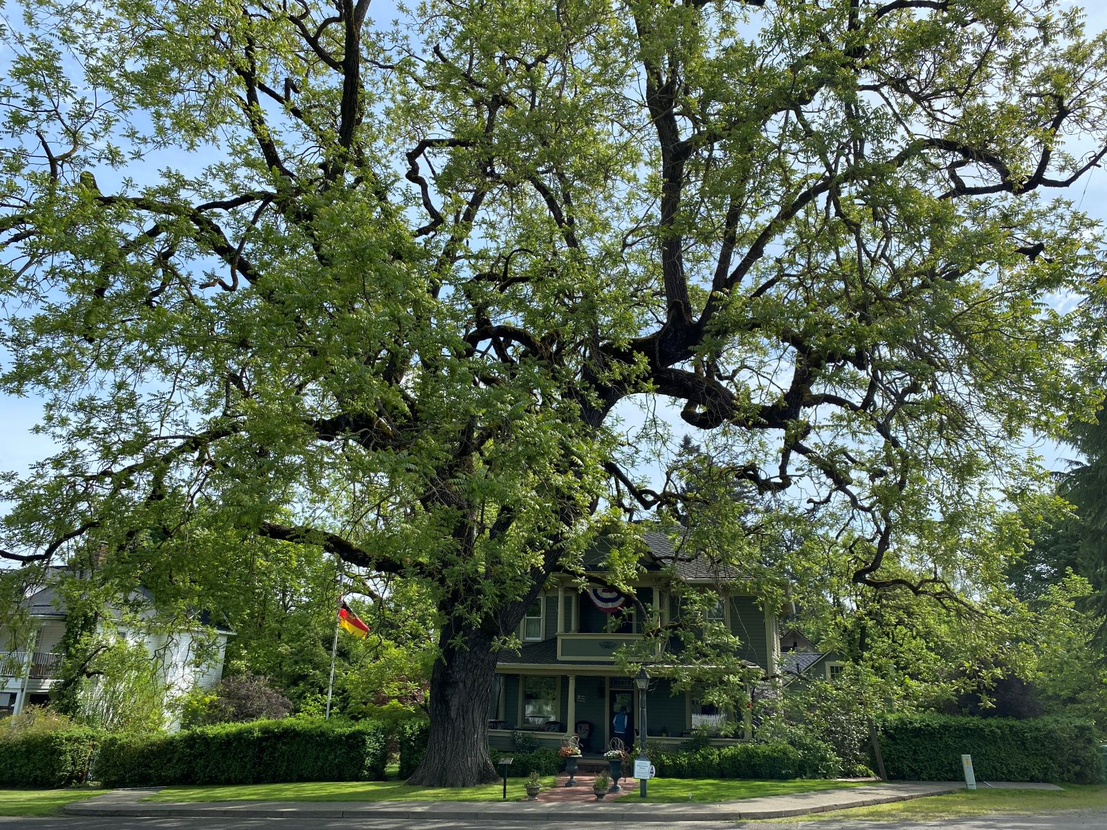 Image of black walnut with green leaves, early spring, in front of historic home on street corner. 
