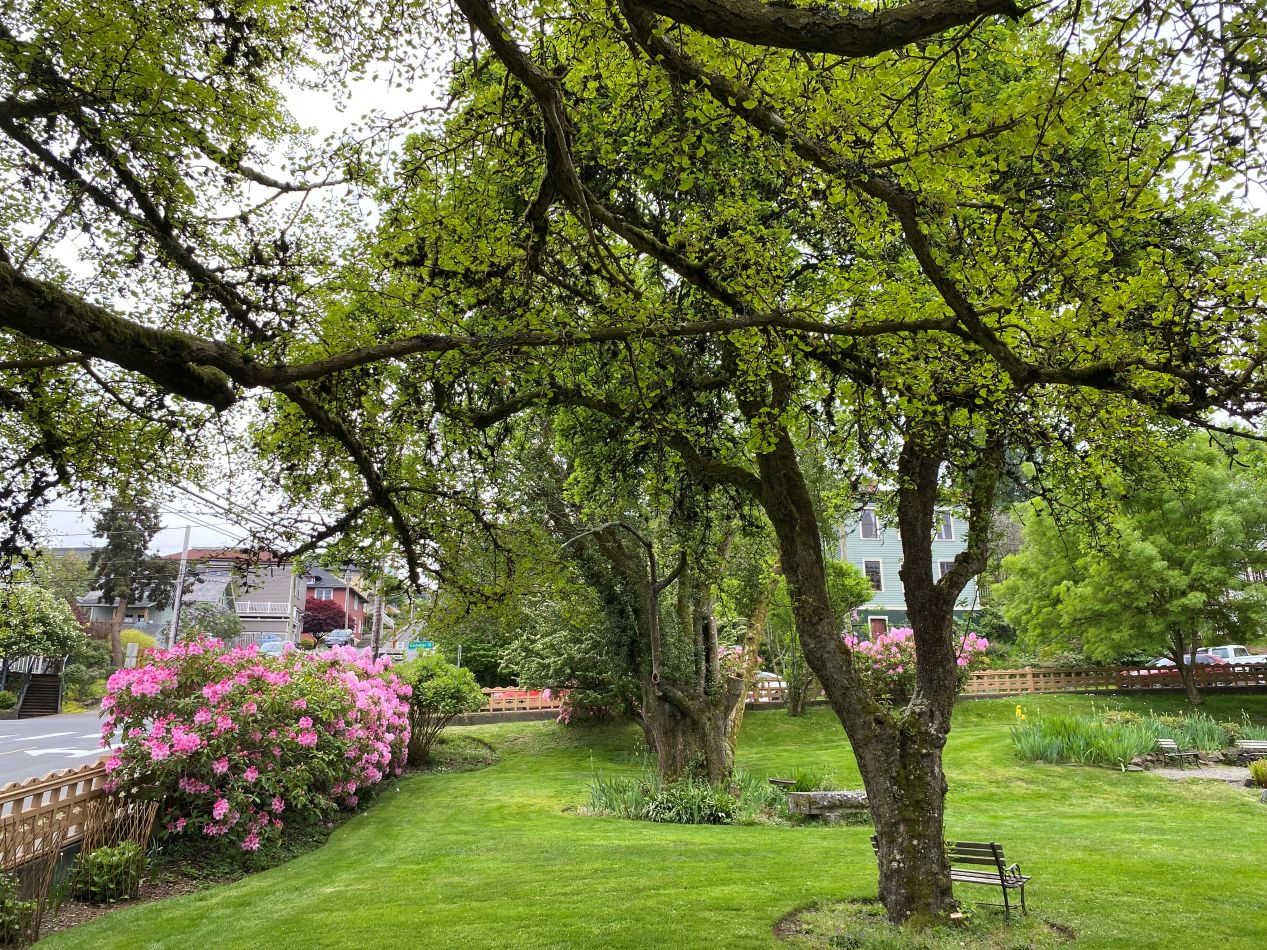 Image of manicured lawn with three leafy trees and pink flowers in background.