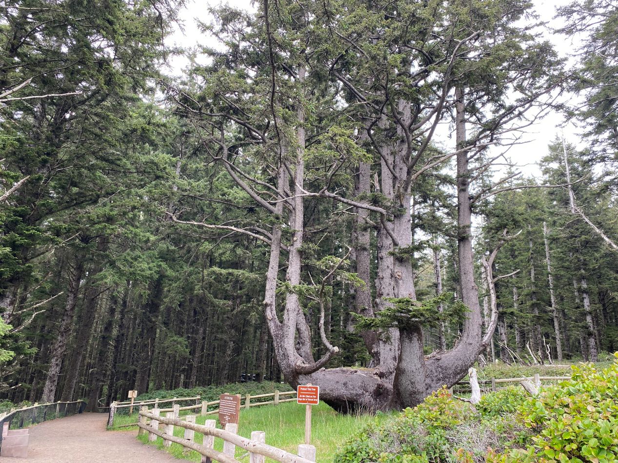Image of Octopus tree, surrounded by walkway, fence and signage. Tall trees in background.