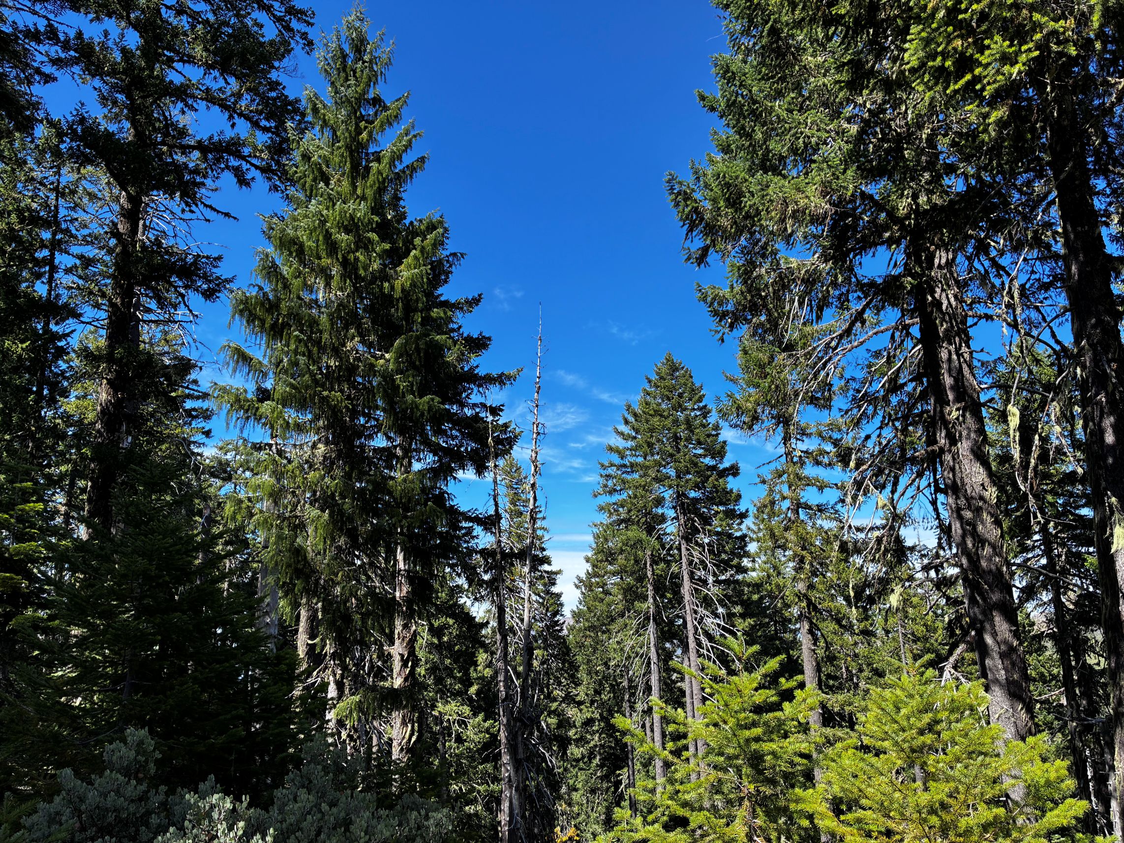 Spruce against blue sky background.