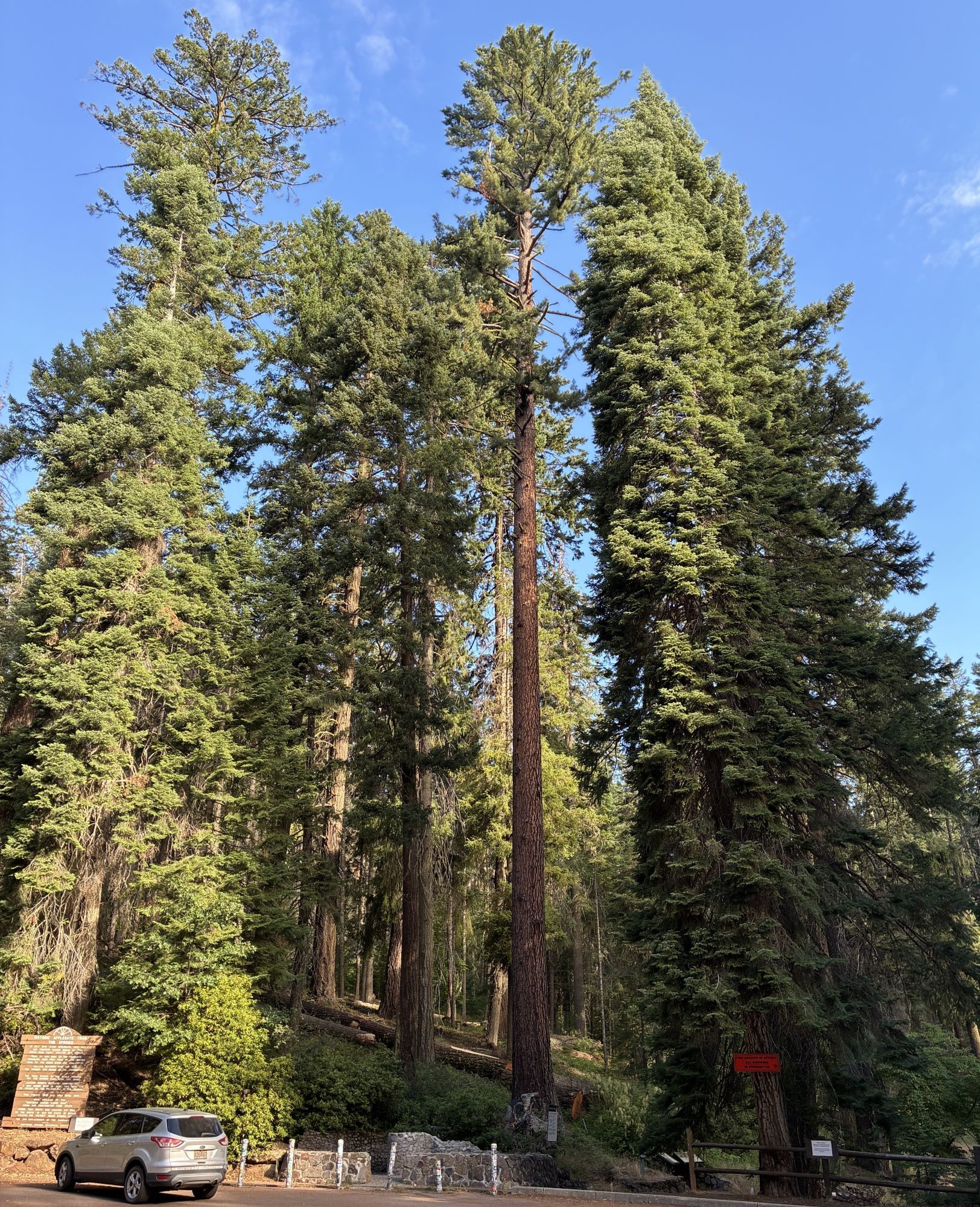 Stand of sugar pine trees.