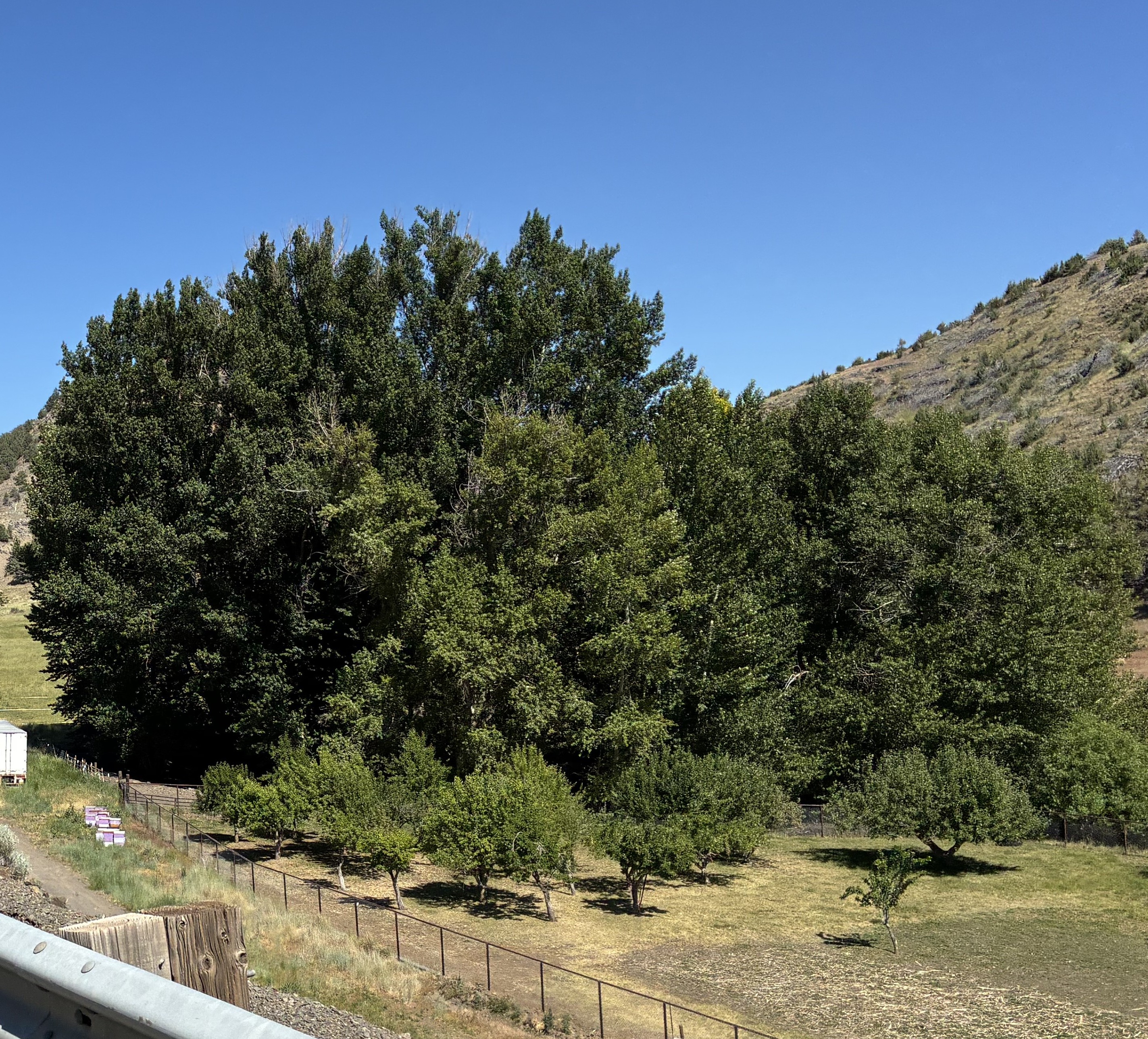 Elm tree behind guard rails.