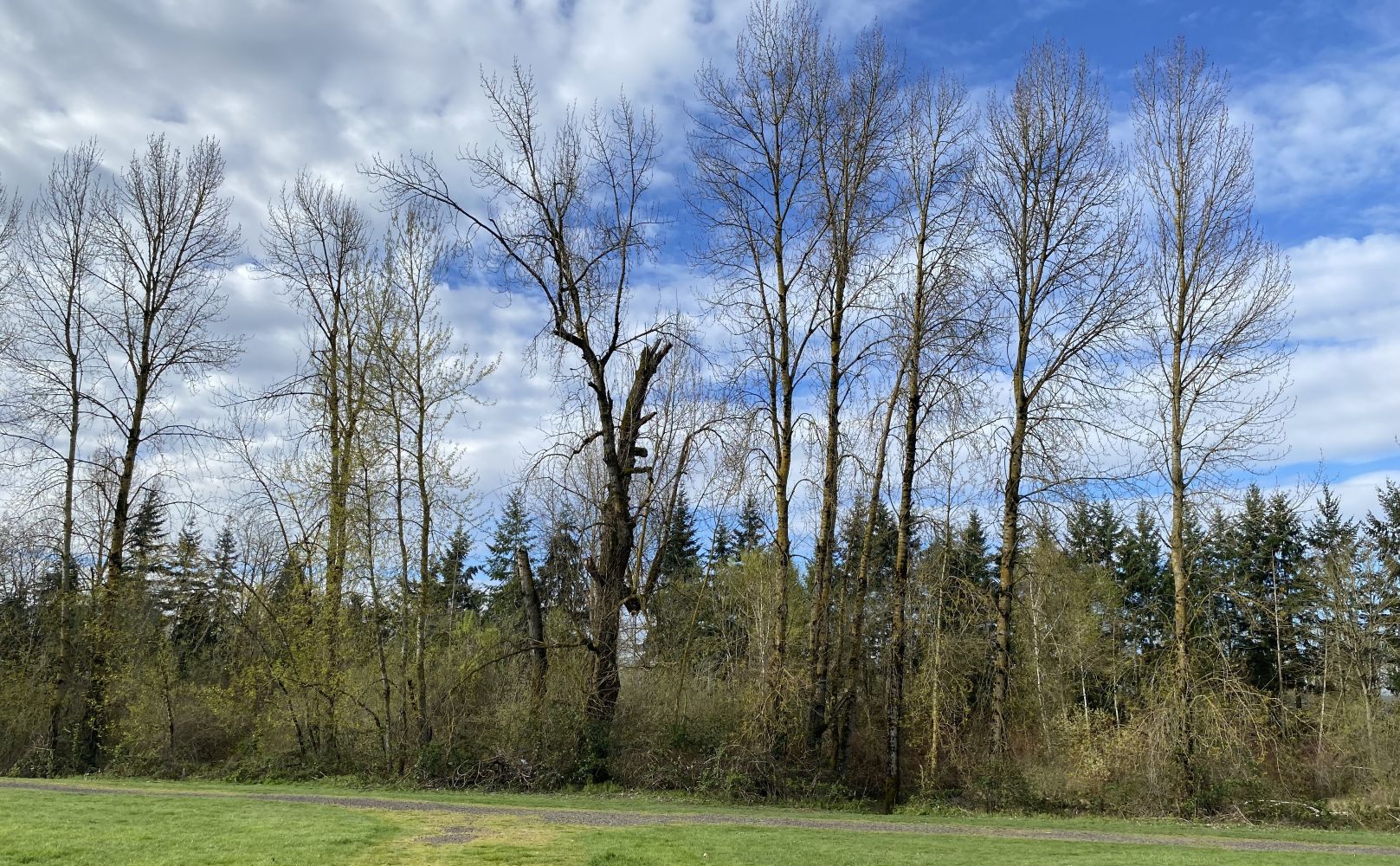 Row of cottonwoods and shrubs against blue sky with green grass in foreground.